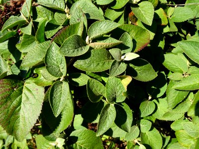Viorne de Mongolie, Viburnum mongolicum, Adoxacées, Arbore… 