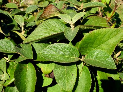 Viorne de Mongolie, Viburnum mongolicum, Adoxacées, Arbore… 