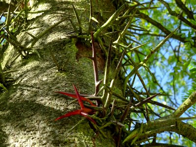 Epines sur le tronc du Févier de Caspienne, Gleditsia casp… 