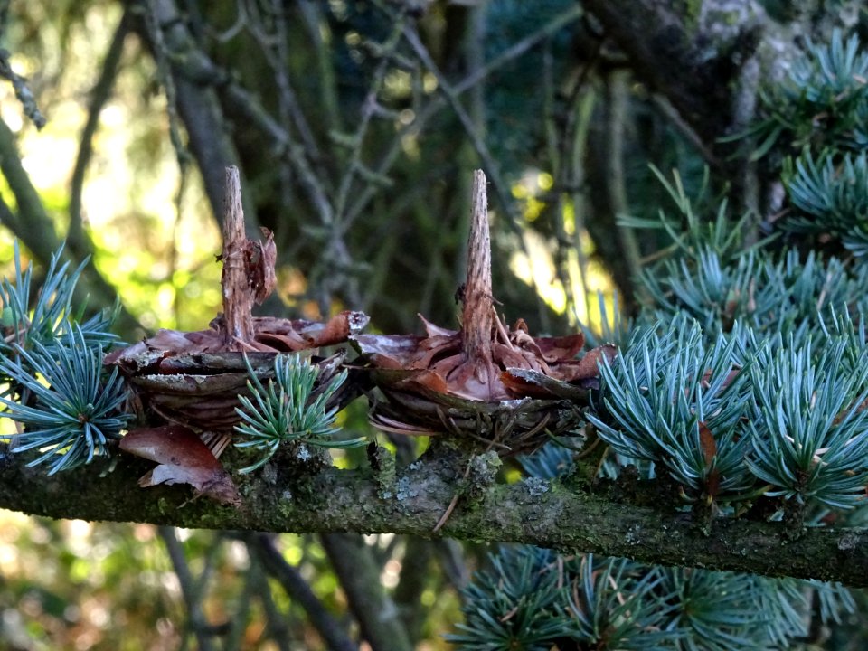 Cônes femelles désarticulés du Cèdre du Liban, Cedrus liba… 