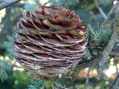 Cône femelle du Cèdre du Liban, Cedrus libani, Pinacées, A… 