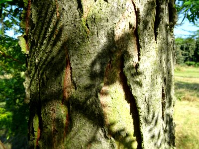 Ecorce du Févier de Caspienne, Gleditsia caspica, Fabacées… 