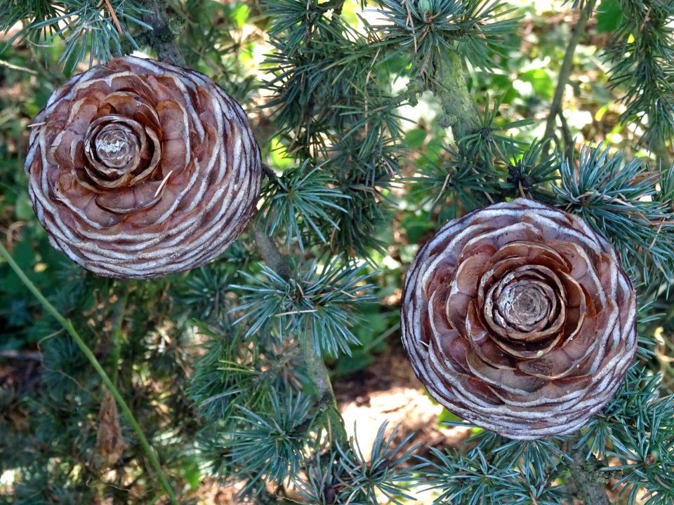 Cônes femelles du Cèdre du Liban, Cedrus libani, Pinacées,… 