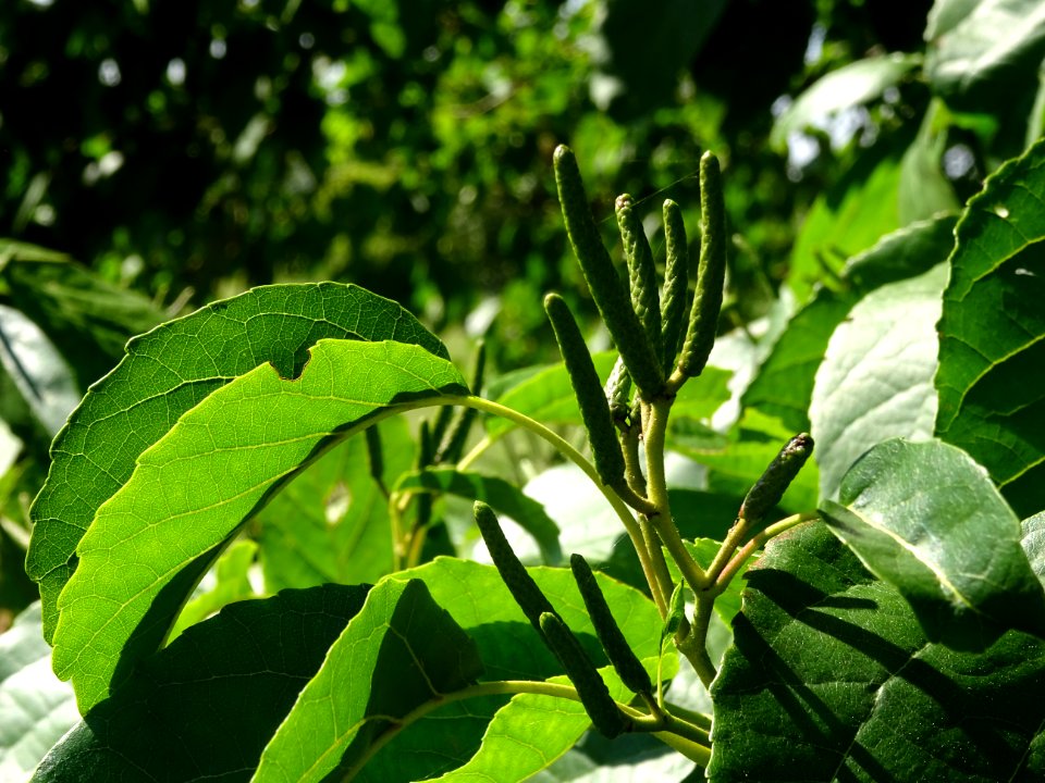 Châtons mâles de l' Aulne du Caucase, Alnus subcordata, Be… 