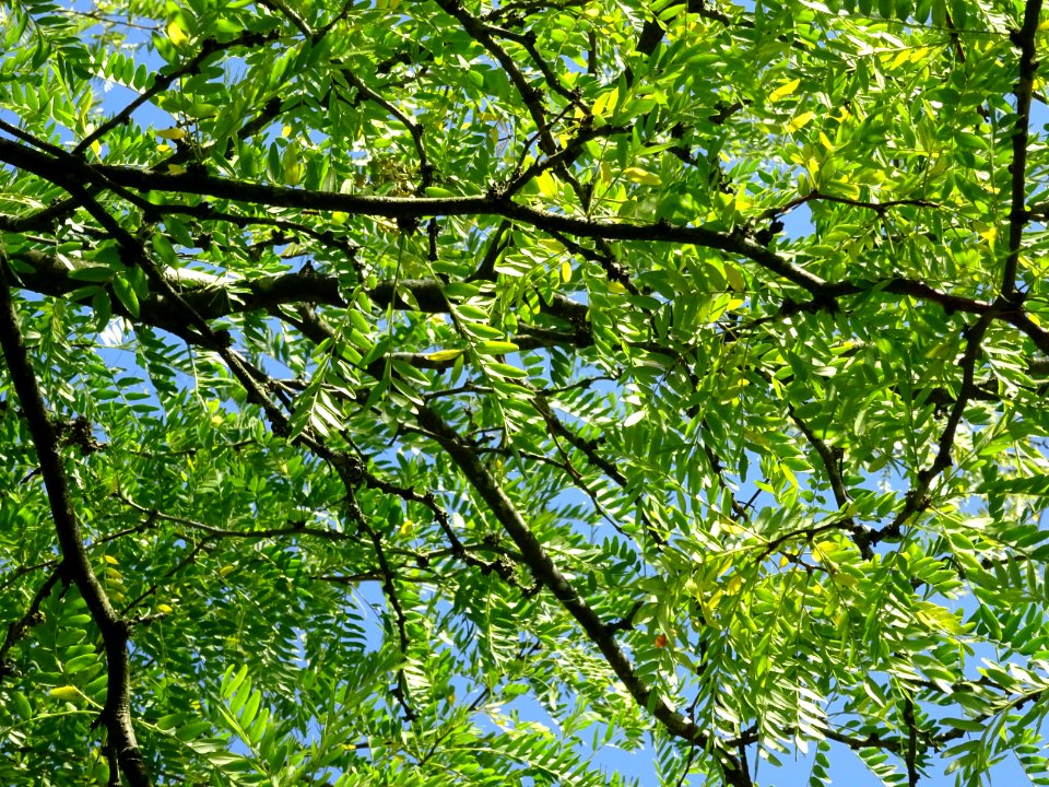 Févier de Caspienne, Gleditsia caspica, Fabacées, Arboretu… 