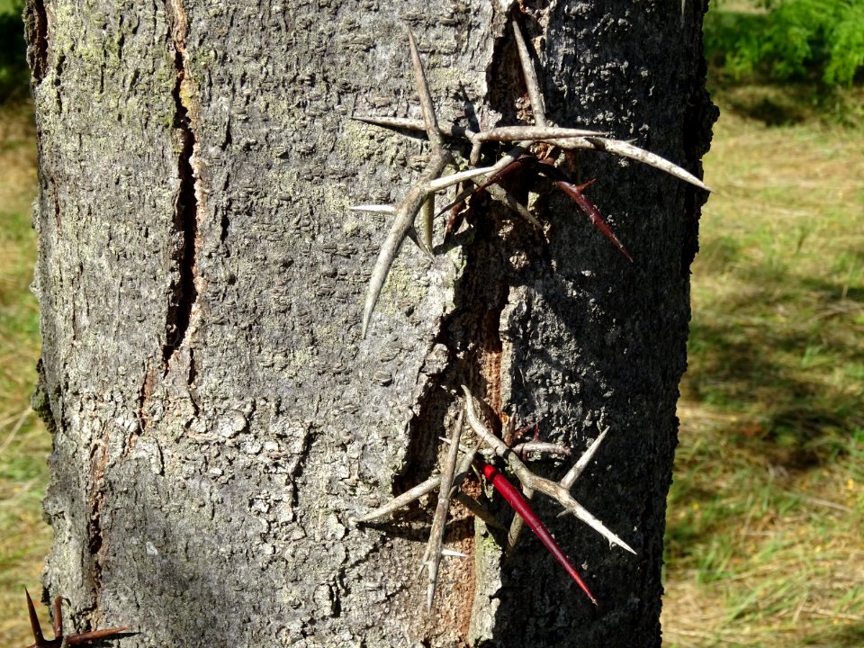 Epines sur le tronc du Févier de Caspienne, Gleditsia casp… 