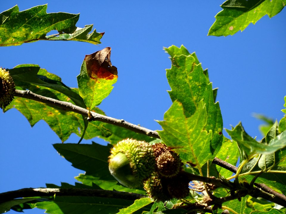Chêne à feuille de chataîgnier, Quercus castaneifolia, Fag… 