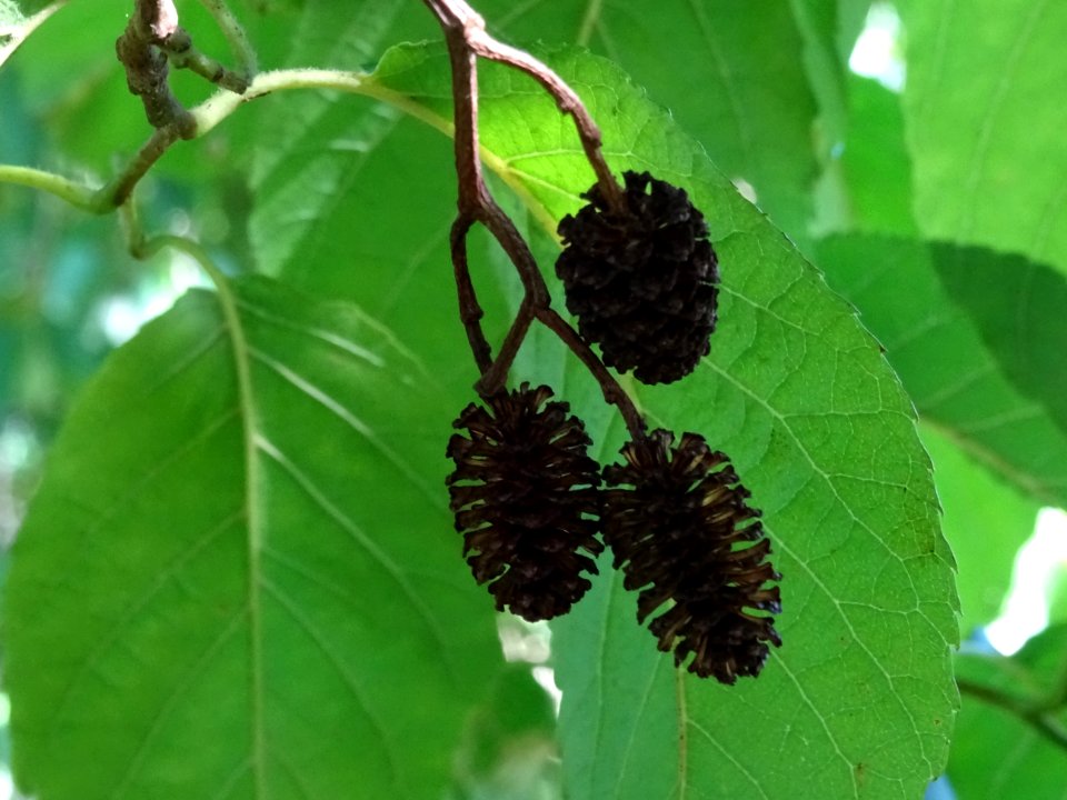 Châtons femelles secs de l' Aulne du Caucase, Alnus subcor… 