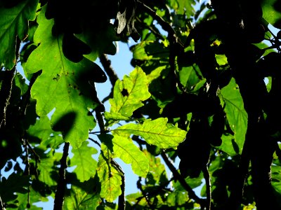 Chêne du Caucase, Quercus macranthera ssp syspirenris, Fag… 