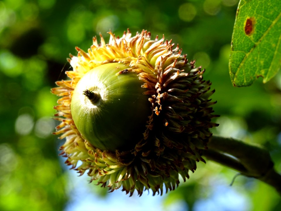 Gland du Chêne à feuille de chataîgnier, Quercus castaneif… 