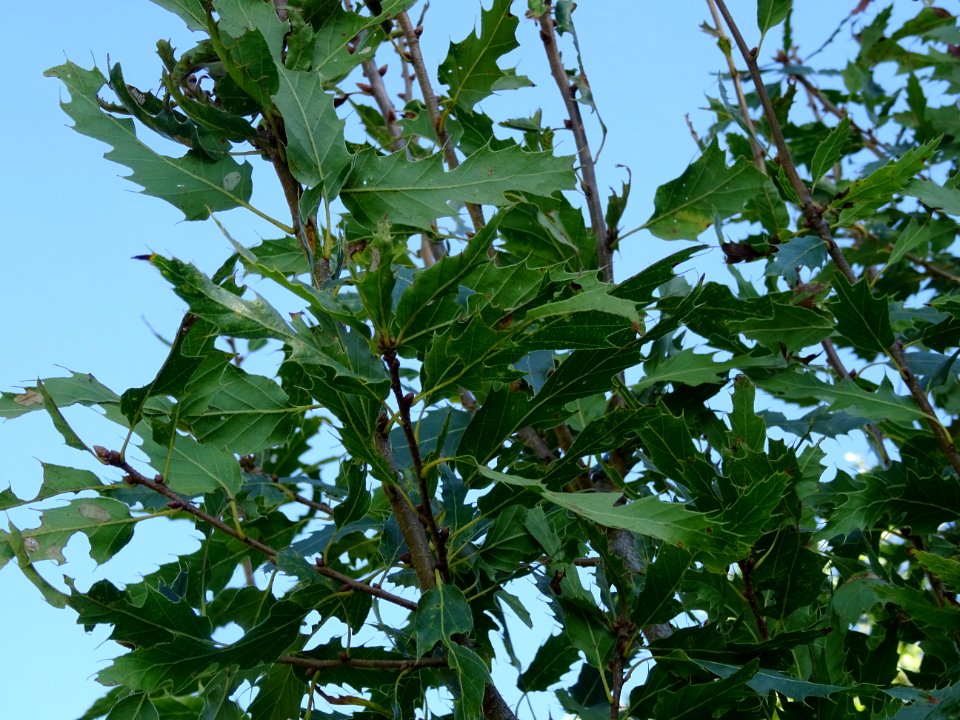 Chêne du Liban, Quercus libani, Fagacées, Arboretum de Chè… 