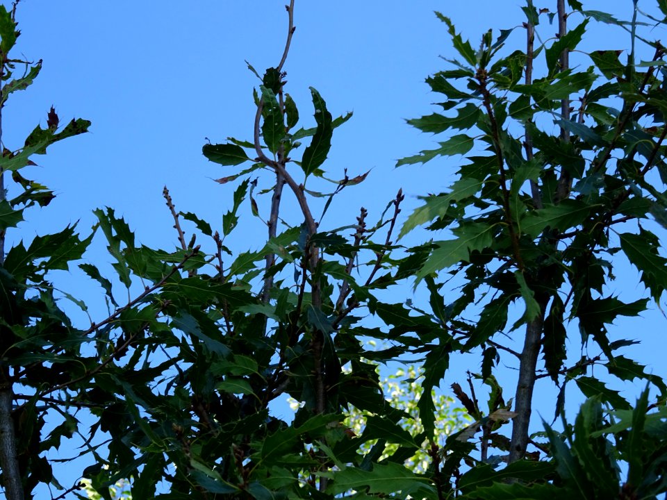 Chêne du Liban, Quercus libani, Fagacées, Arboretum de Chè… 
