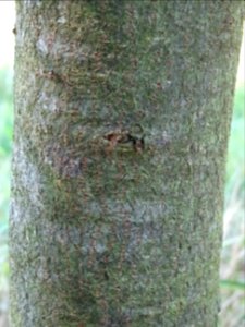 Ecorce d'un jeune Chêne du Liban, Quercus libani, Fagacées… 