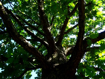 Tronc et branches du Chêne du Caucase, Quercus macranthera… 