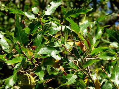 Chêne du Liban, Quercus libani, Fagacées, Arboretum de Chè… 
