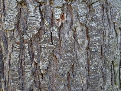 Ecorce du Cèdre de l'Himalaya ou Cèdre sacré, Cedrus deoda… 