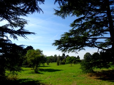 Cèdre de l'Himalaya ou Cèdre sacré, Cedrus deodara, Pinacé… 