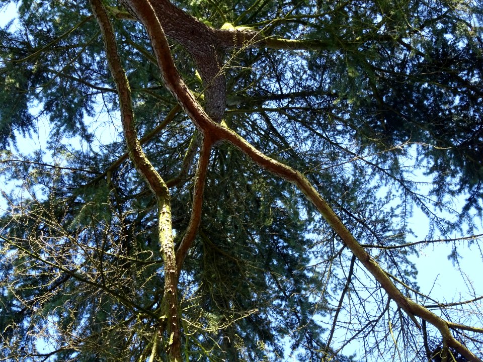 Cèdre de l'Himalaya ou Cèdre sacré, Cedrus deodara, Pinacé… 