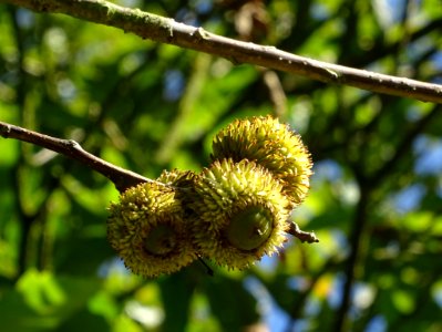 Glands du Chêne à feuille de chataîgnier, Quercus castanei… 