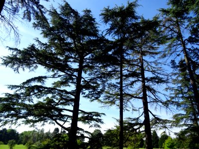 Cèdre de l'Himalaya ou Cèdre sacré, Cedrus deodara, Pinacé… 