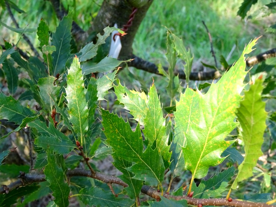 Chêne du Liban, Quercus libani, Fagacées, Arboretum de Chè… 