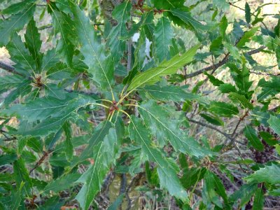 Chêne du Liban, Quercus libani, Fagacées, Arboretum de Chè… 