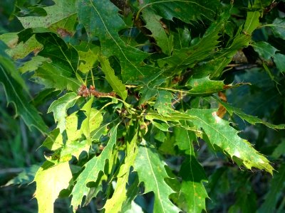 Chêne du Liban, Quercus libani, Fagacées, Arboretum de Chè… 