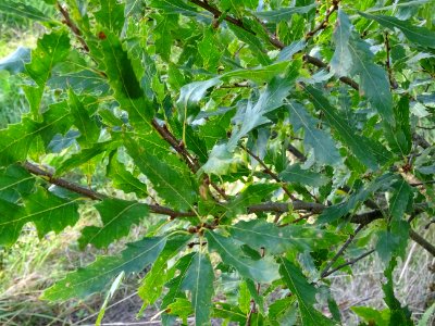 Chêne du Liban, Quercus libani, Fagacées, Arboretum de Chè… 