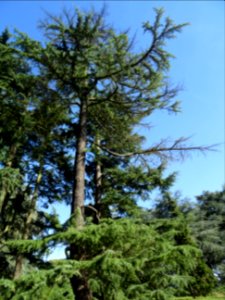 Cèdre de l'Himalaya ou Cèdre sacré, Cedrus deodara, Pinacé… 