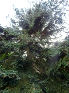 Sapin de Numidie ou Sapin d'Algérie, Abies numidica, Pinac… 