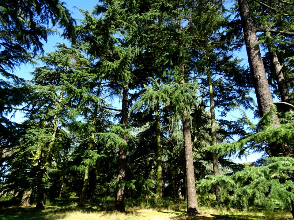 Cèdre de l'Himalaya ou Cèdre sacré, Cedrus deodara, Pinacé… 