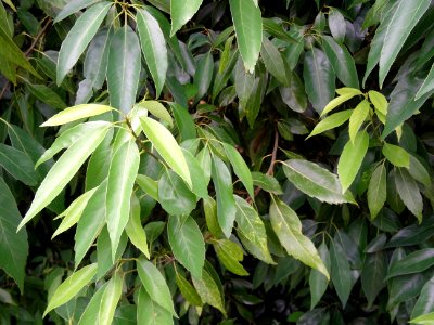 Chêne glauque ou Chêne bleu du Japon, Quercus glauca, Faga… 