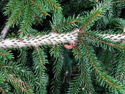 Epicéa d'Orient ou Sapinette du Caucase, Picea orientalis,… 