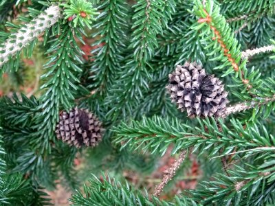 Epicéa d'Orient ou Sapinette du Caucase, Picea orientalis,… 