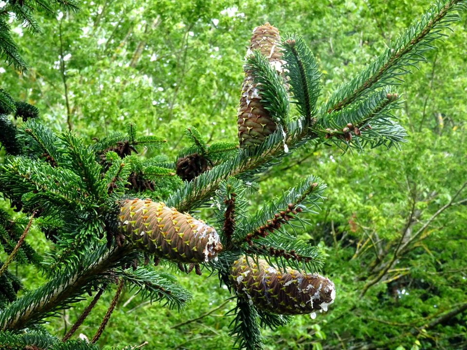 Cônes du Sapin de Turquie, Abies bornmuelleriana, Pinacées… 