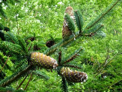 Cônes du Sapin de Turquie, Abies bornmuelleriana, Pinacées… 