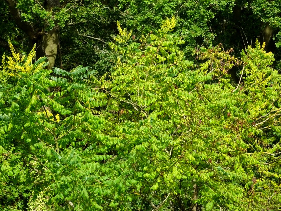 Savonnier de Chine, Koelreuteria integrifolia, Sapindacées… 