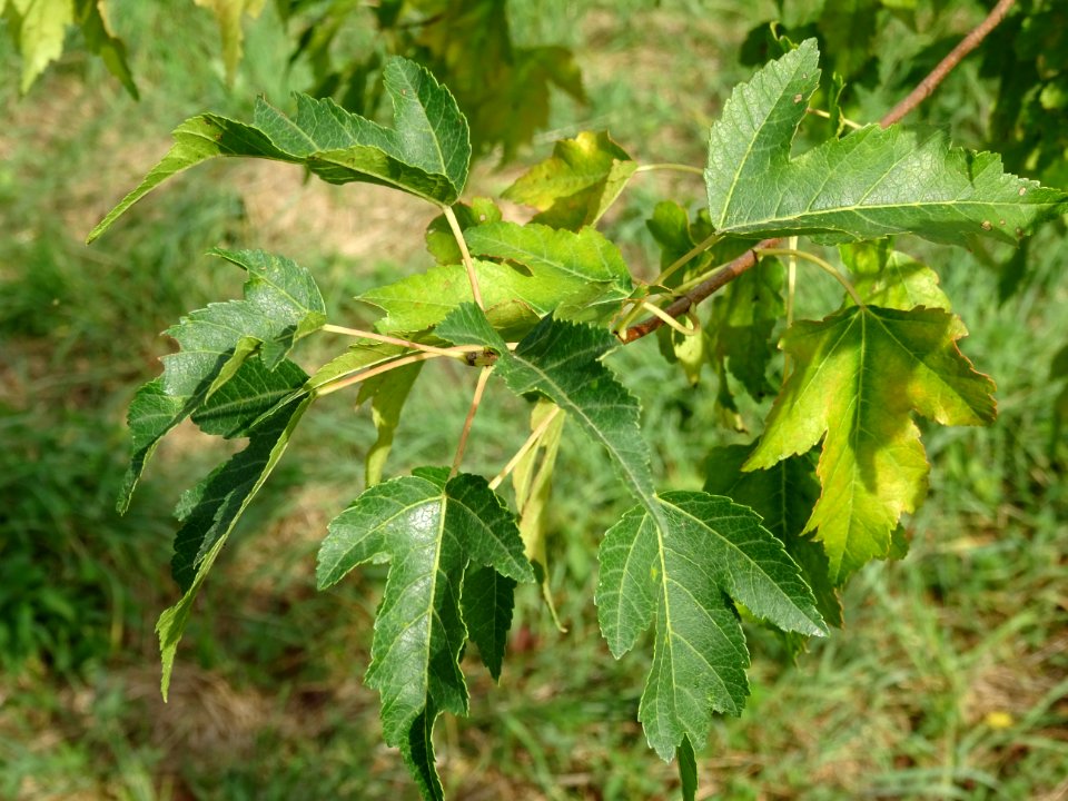 Erable à feuilles de bouleau, Acer tetramerum ou Acer stac… 