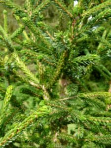 Epicéa pourpre, Picea purpurea, Pinacées, Arboretum de Chè… 