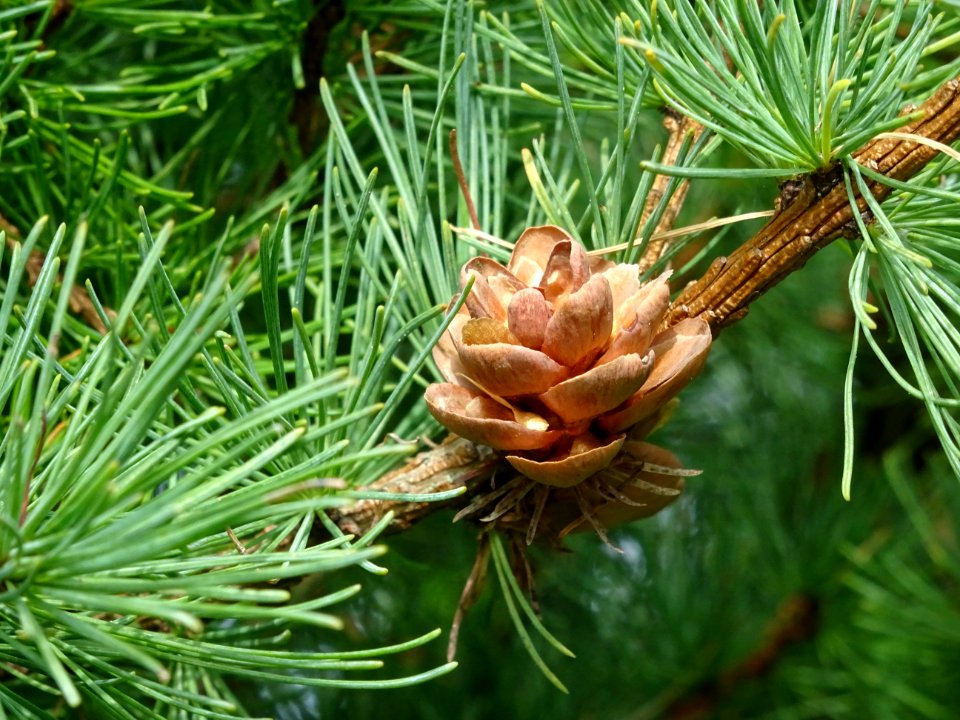 Mélèze boule, Larix laricina, Pinacées, Arboretum de Chèvr… 