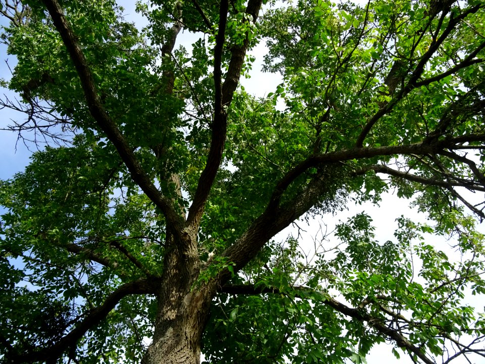 Frêne rouge de Pennsylvanie, Fraxinus pennsylvanica, Oléac… 
