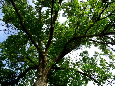 Frêne rouge de Pennsylvanie, Fraxinus pennsylvanica, Oléac… 