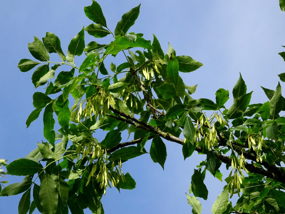 Frêne rouge de Pennsylvanie, Fraxinus pennsylvanica, Oléac… 