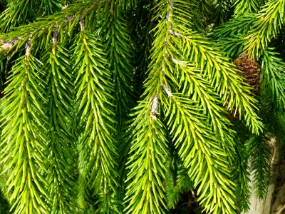 Epicéa de Chine ou Epicéa de Sargent, Picea brachytyla, Pi… 