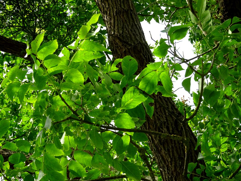 Frêne rouge de Pennsylvanie, Fraxinus pennsylvanica, Oléac… 
