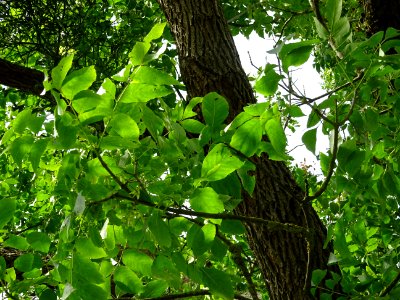 Frêne rouge de Pennsylvanie, Fraxinus pennsylvanica, Oléac… 