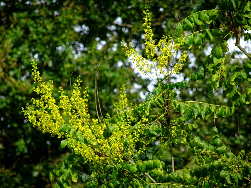 Savonnier de Chine, Koelreuteria integrifolia, Sapindacées… 