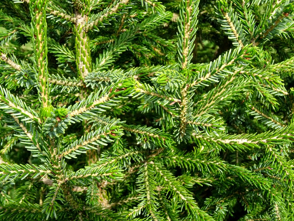 Epicéa pourpre, Picea purpurea, Pinacées, Arboretum de Chè… 