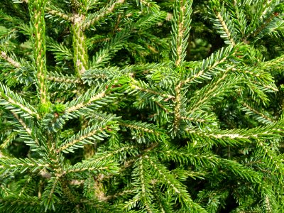 Epicéa pourpre, Picea purpurea, Pinacées, Arboretum de Chè… 
