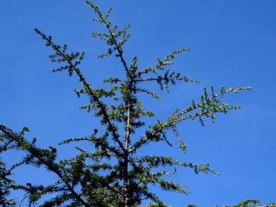 Cèdre de Chypre, Cedrus brevifolia, Pinacées, Arboretum de… 